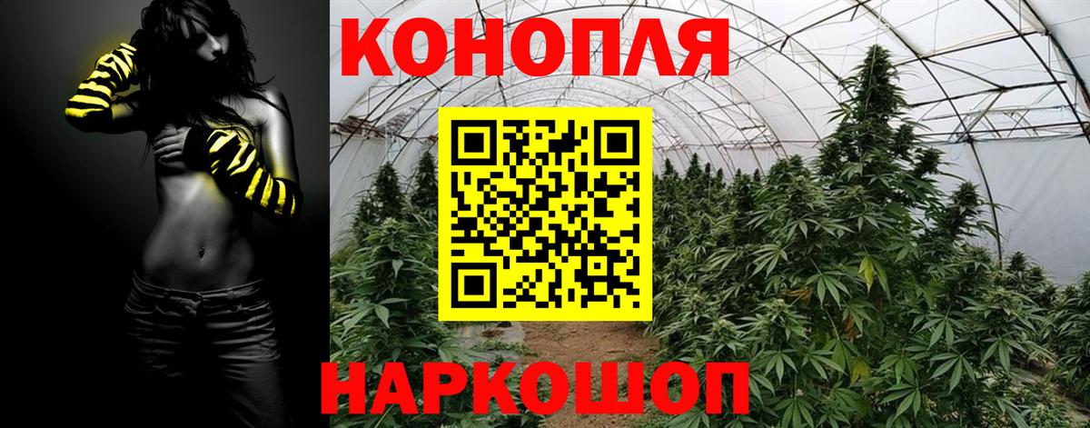 Каннабис сатива Луга